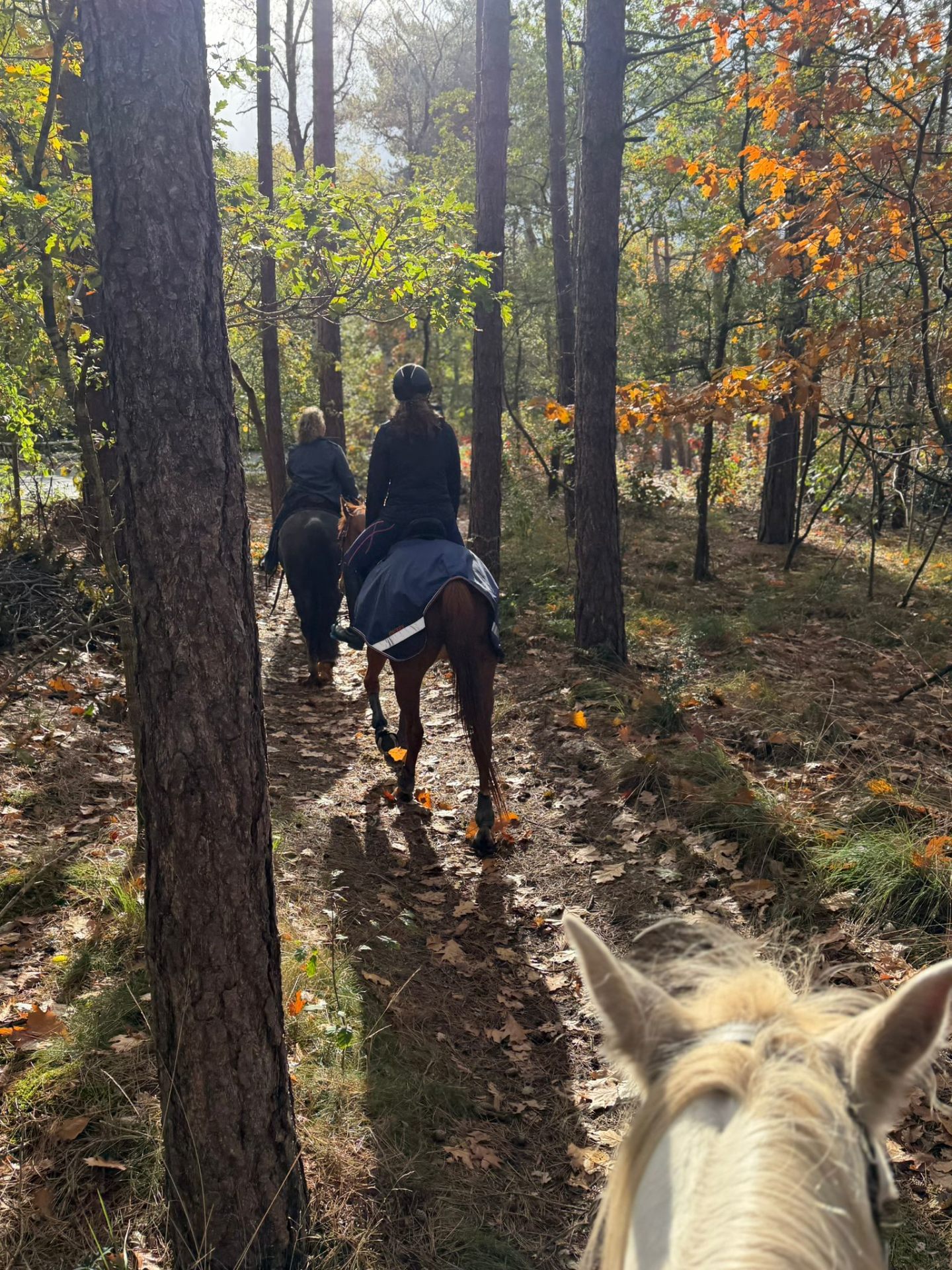 Buitenrit door de Rucphense bossen in de herfst