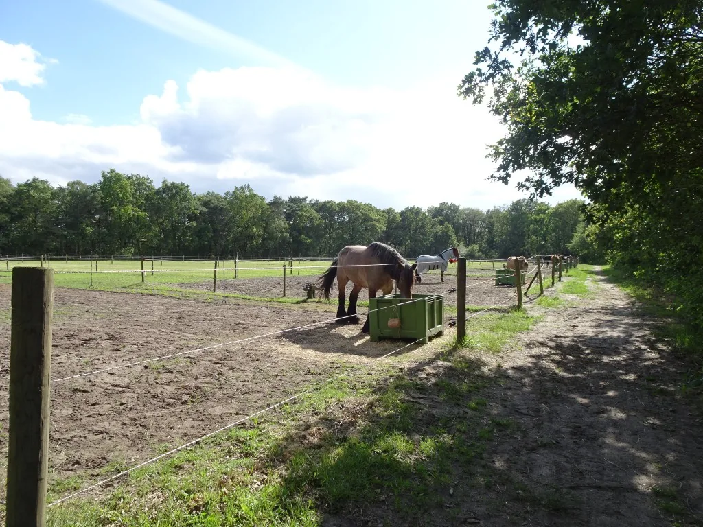 Weidegang met hooi voor de paarden