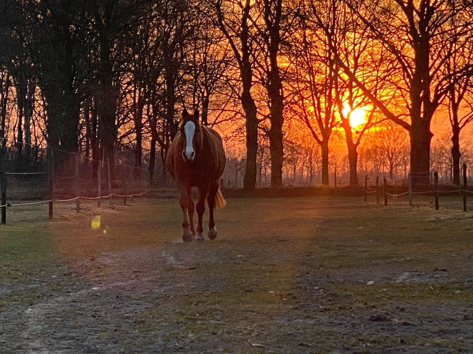 Paard in de paddock bij zonsondergang