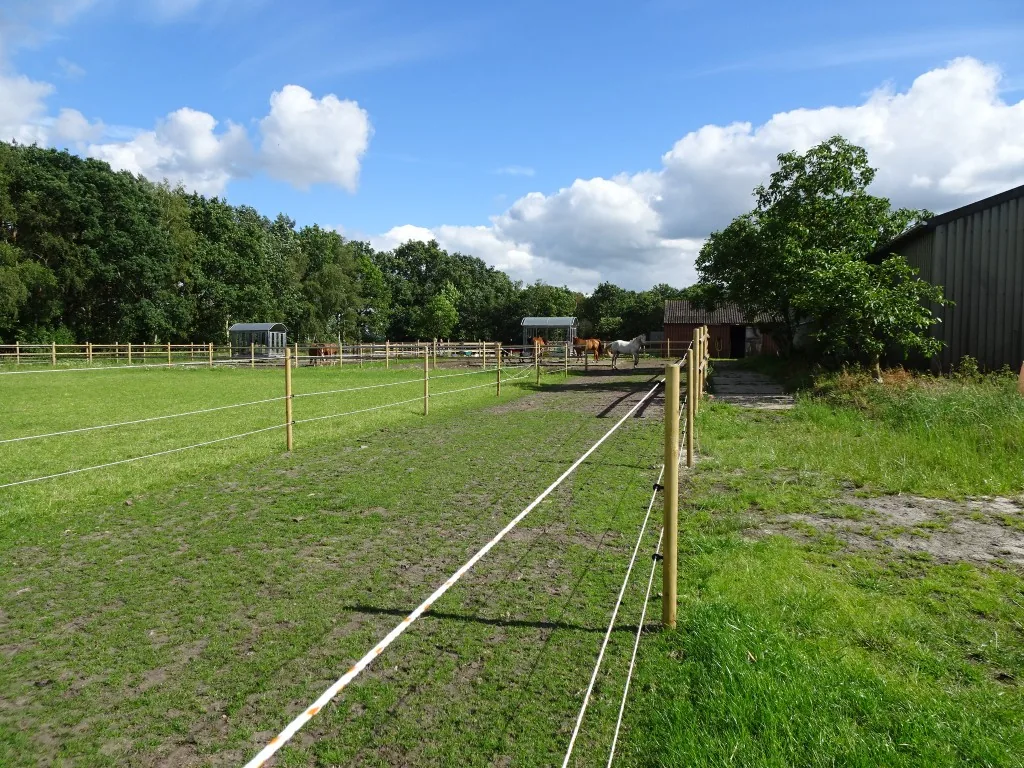 Kleine kudde paarden samen in de paddock