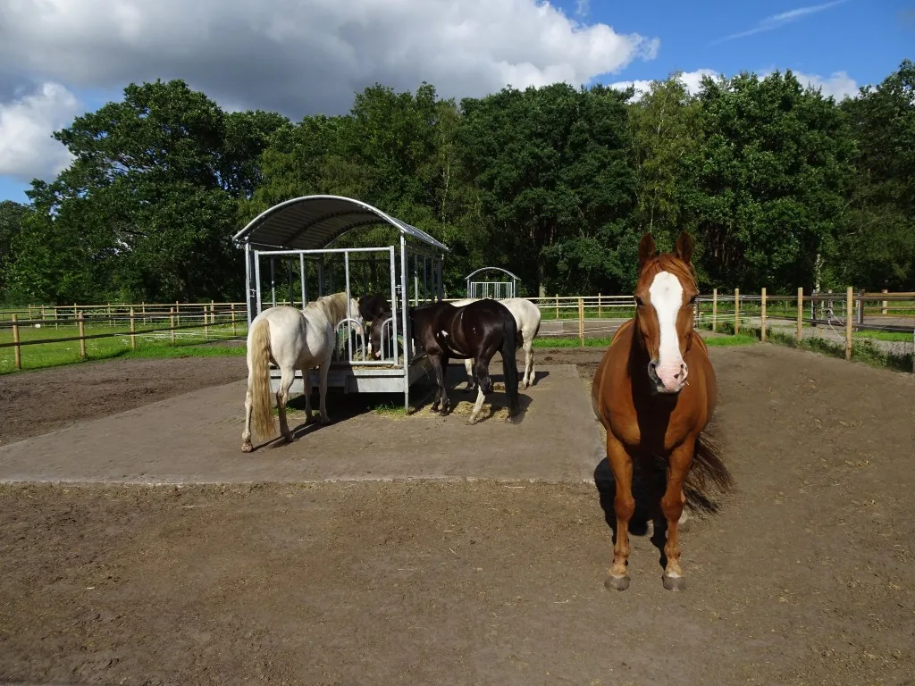 Kleine kudde paarden in de zomer paddock bij De Vlaemsche Hoeve