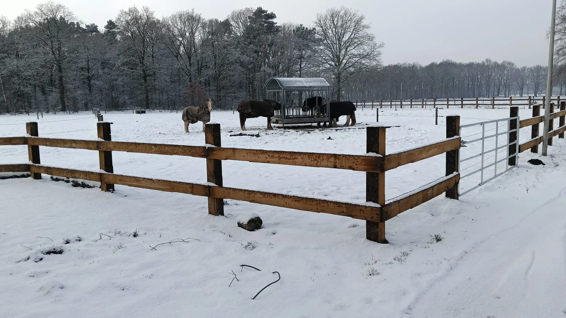 Paarden in winter weide met slowfeeder