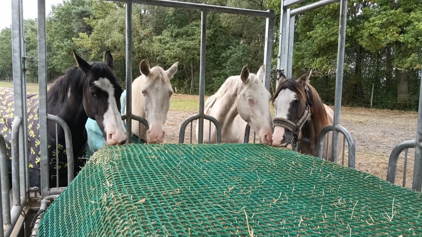 Onbeperkt hooi in de paddock bij De Vlaemsche Hoeve