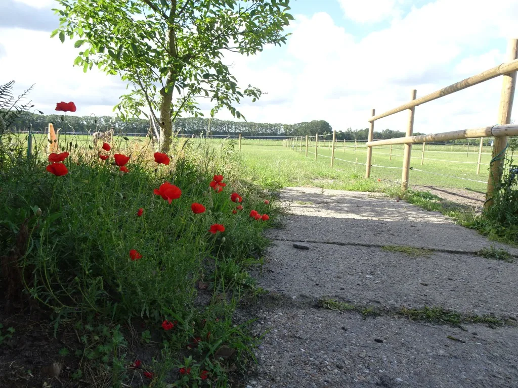 Ruiterroute door natuurgebied
