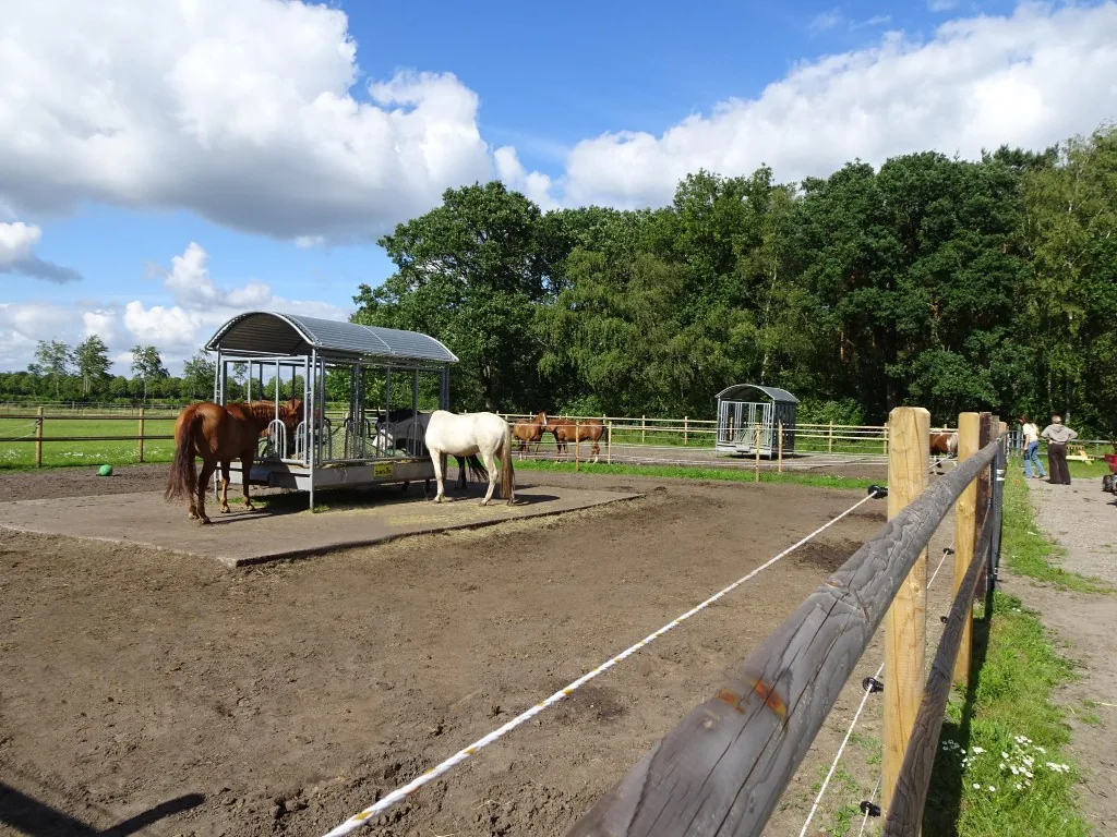 Vrijheid en beweging in de paddock