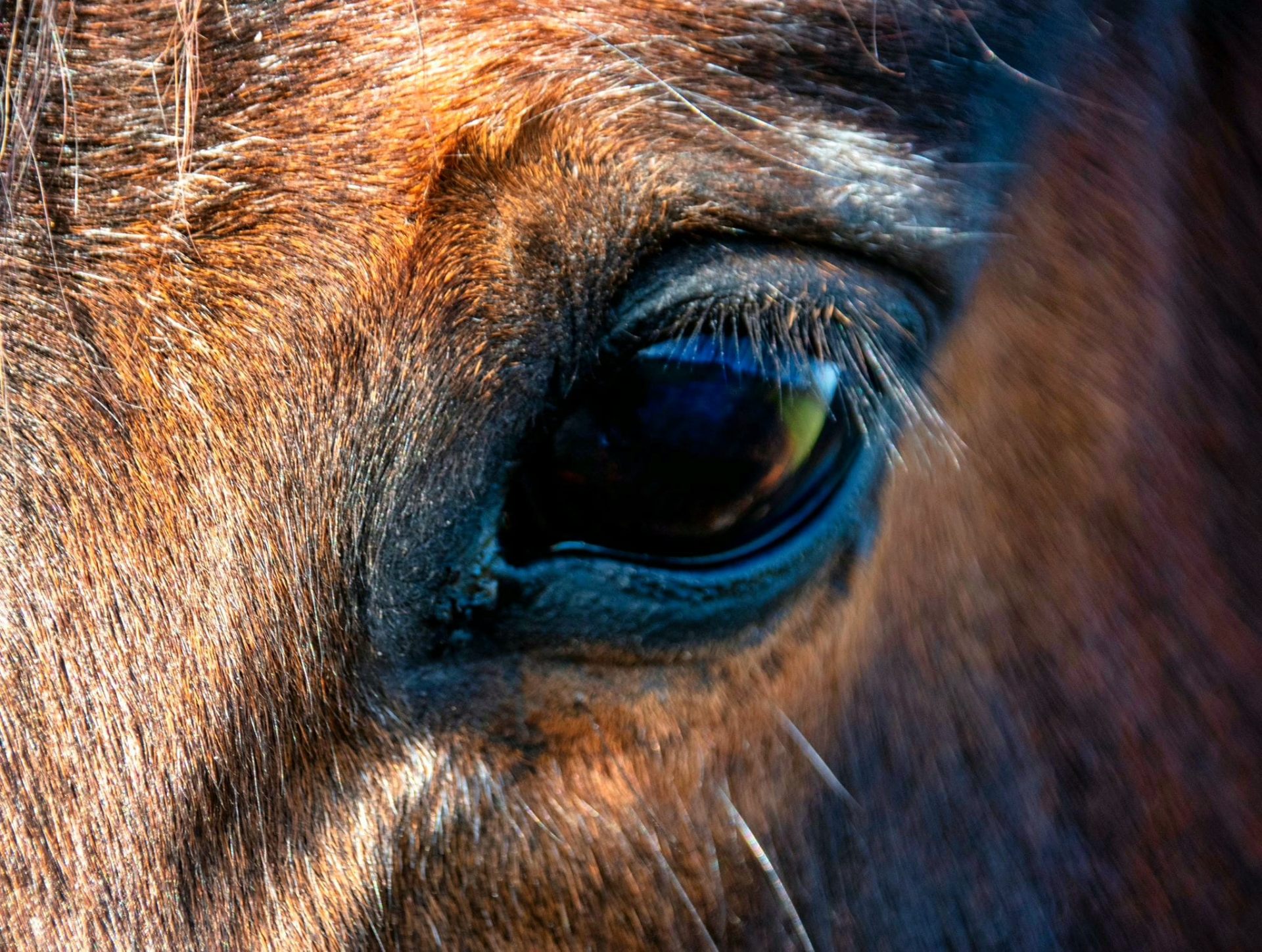 Close-up van een paardenoog