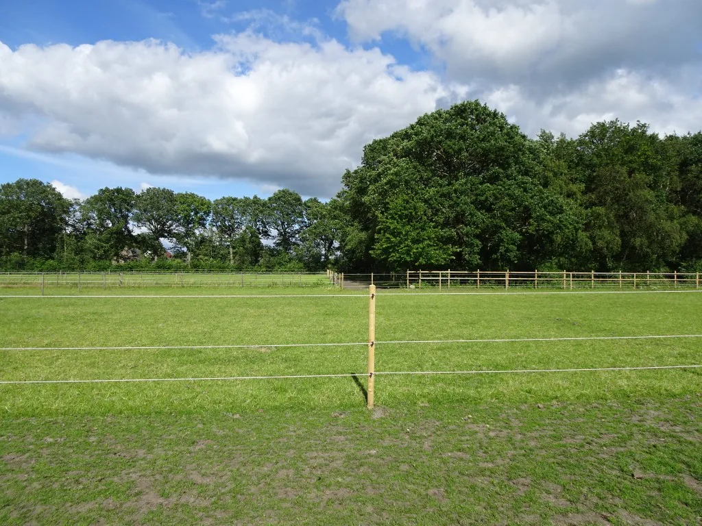 Paarden in paddock met weide