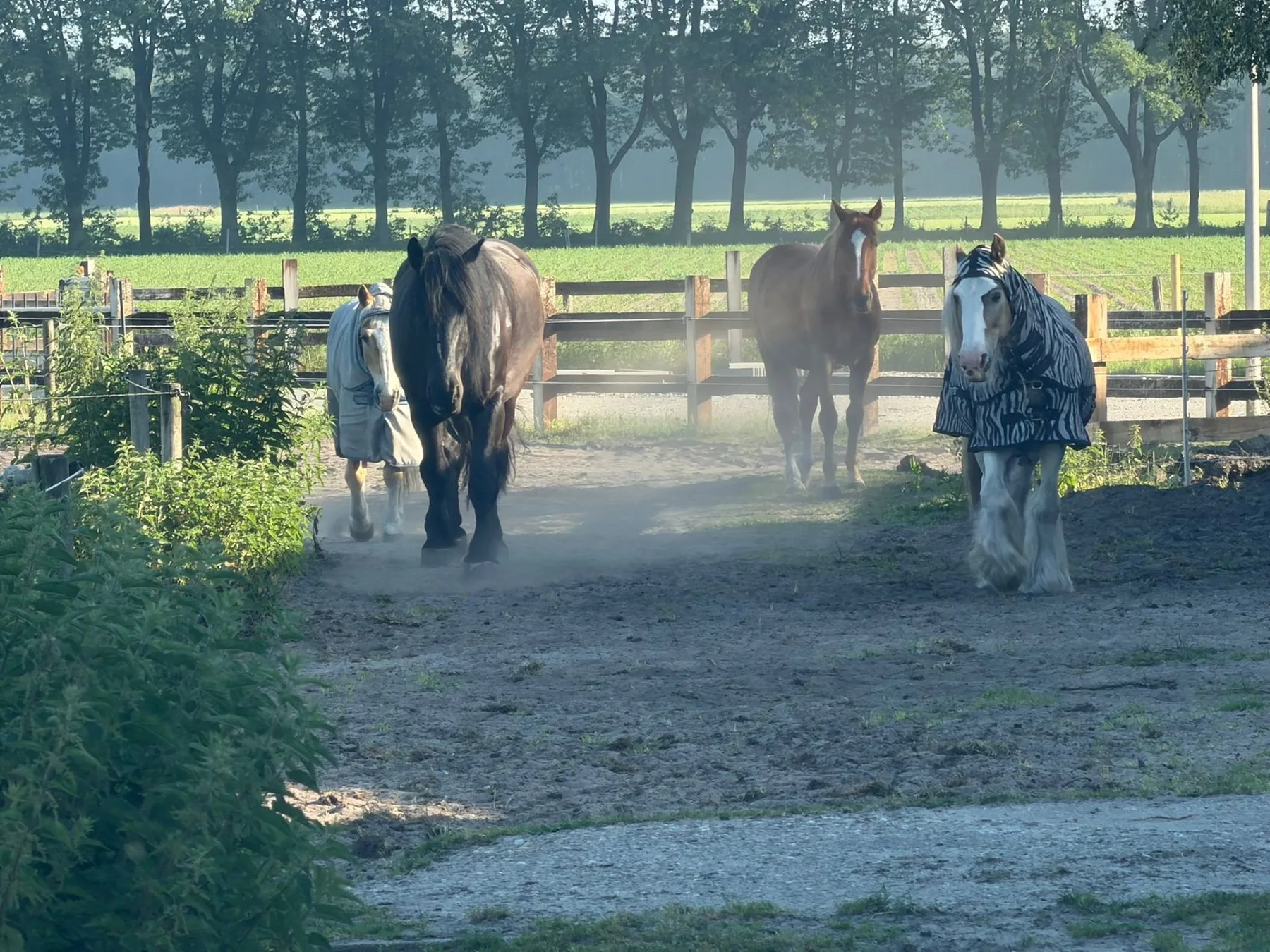 Kudde paarden in paddock