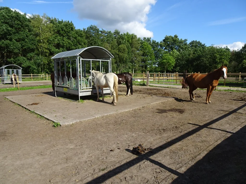 Paarden grazen in de weide